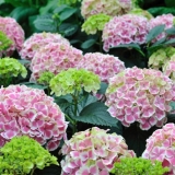 Zašto hortenzije suše lišće oko ivica